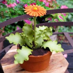 Icing skraber til urtepotte